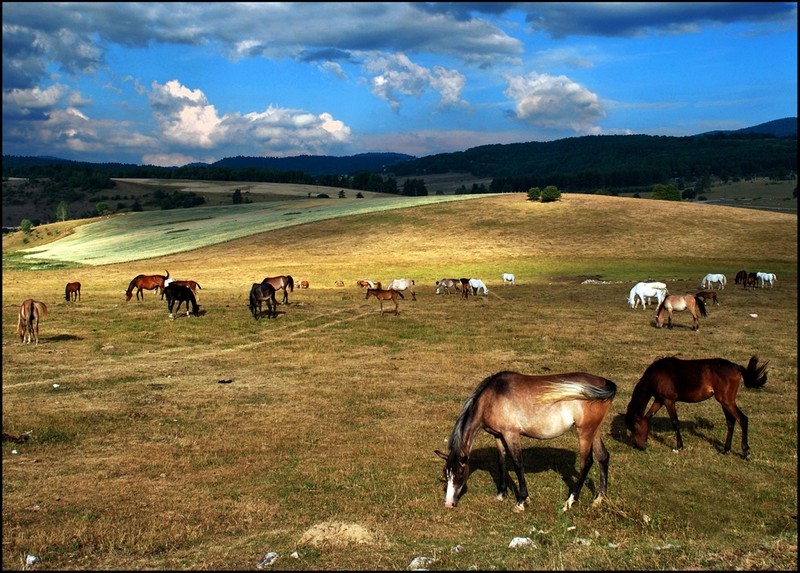 704 - HORSES NO4234 - RADOVANOVIC BRANIMIR - serbia.jpg